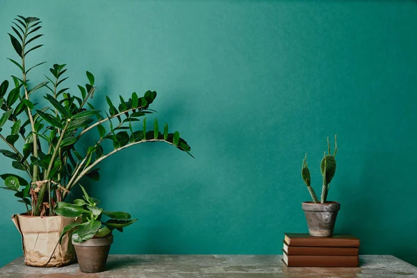 Various plants in pots and books on green background — Stock Photo