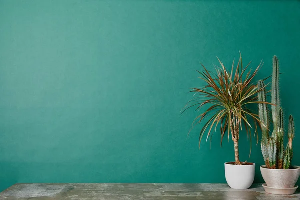 Two plants in pots on dusty table on green background — Stock Photo