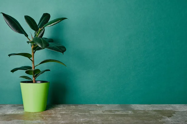 Planta Ficus em vaso de flores em fundo verde — Fotografia de Stock