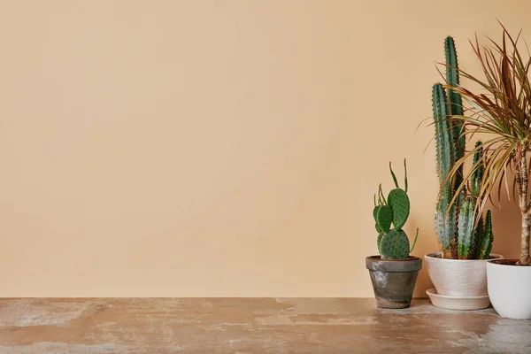 Plantas diferentes em vasos de flores na mesa empoeirada no fundo bege — Fotografia de Stock