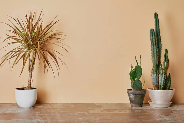 Pflanzen in Blumentöpfen auf staubigem Tisch auf beigem Hintergrund — Stockfoto