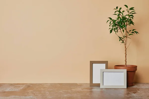 Pflanze und zwei Fotorahmen auf Tisch auf beigem Hintergrund — Stockfoto