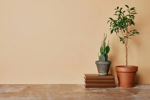 Plants in pots and books at table on beige background — Stock Photo