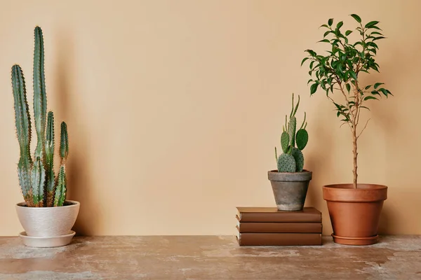 Diverse piante e libri su sfondo beige — Foto stock