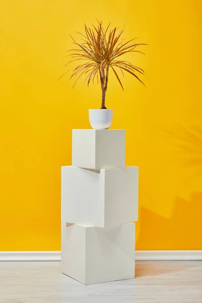 Корпус в цветочном горшке на кубиках белой штукатурки возле желтой стены — стоковое фото