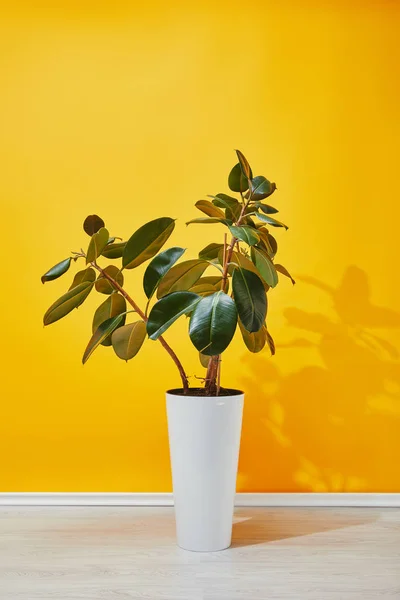 Plante d'intérieur aux feuilles vertes dans un pot de fleurs blanc près d'un mur jaune — Photo de stock