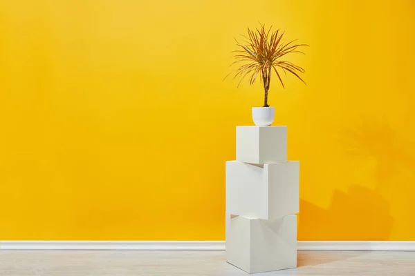 Plante d'intérieur en pot de fleurs sur cubes de plâtre blanc près du mur jaune — Photo de stock