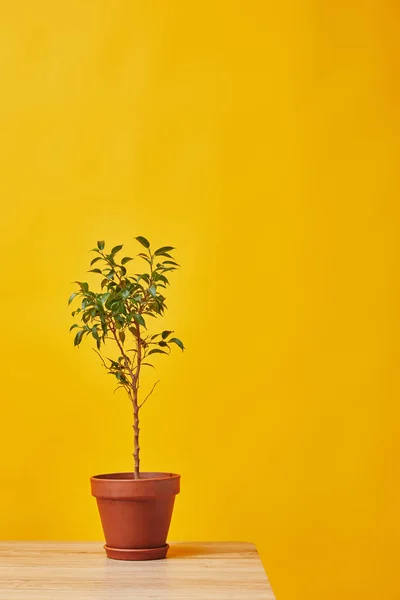 Houseplant in flowerpot at wooden table isolated on yellow — Stock Photo