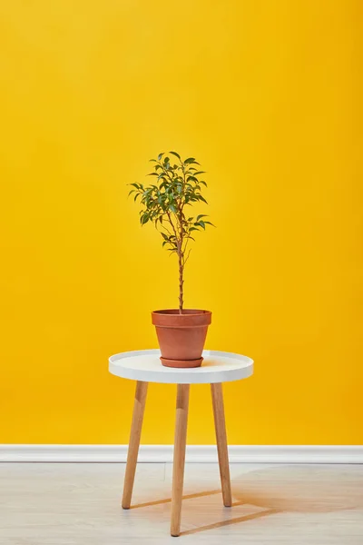Plant in flowerpot on coffee table with yellow wall at background — Stock Photo