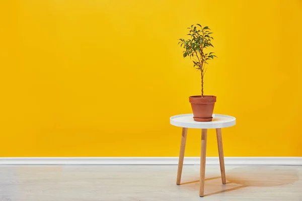 Plant in flowerpot on little wooden table with yellow wall at background — Stock Photo