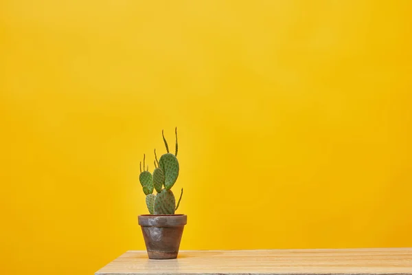 Kaktus im Blumentopf am Holztisch isoliert auf gelb — Stockfoto