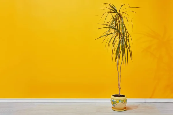 Planta de sala verde em vaso perto da parede amarela — Fotografia de Stock