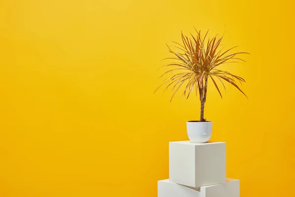Houseplant in flowerpot on plaster cubes isolated on yellow — Stock Photo