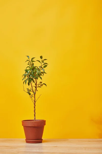 Green houseplant in pot on wooden surface on yellow — Stock Photo