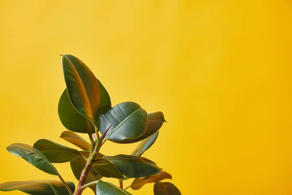 Primer plano de hojas de ficus verdes aisladas en amarillo - foto de stock