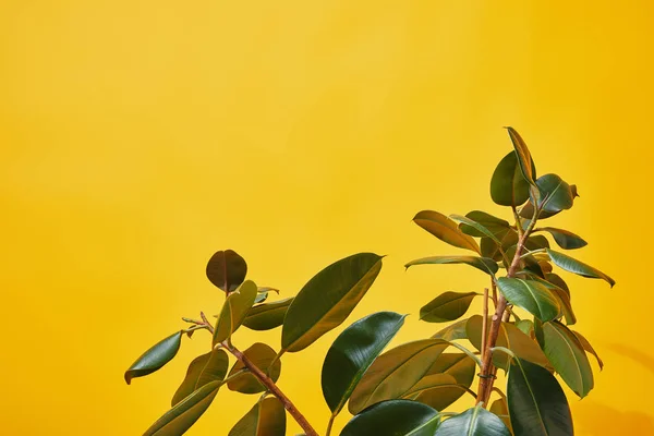 Close up de folhas de ficus verdes no fundo amarelo — Fotografia de Stock