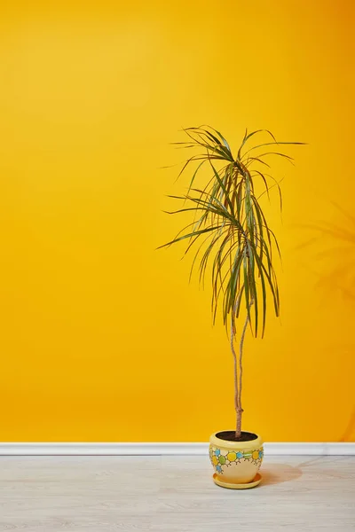 Houseplant in flowerpot on floor near yellow wall — Stock Photo