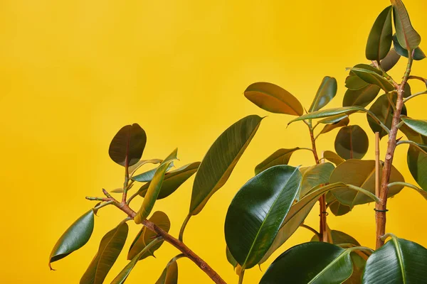 Primer plano de hojas verdes ficus aisladas en amarillo - foto de stock