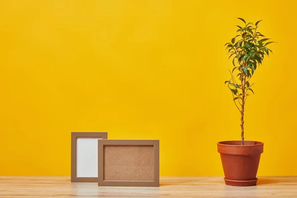 Leere Fotorahmen und Pflanze im Topf am Holztisch isoliert auf gelb — Stockfoto