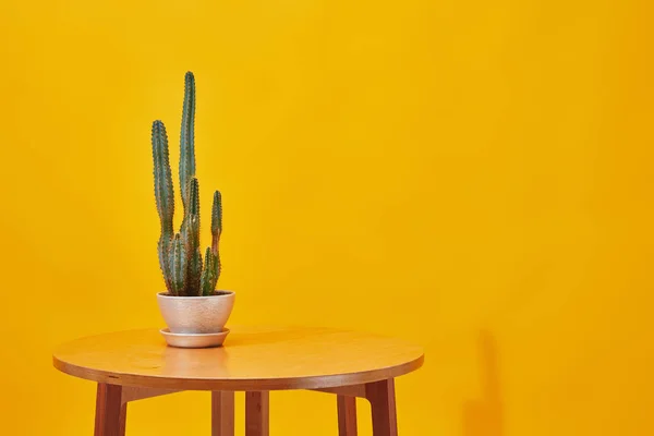 Cactus in flowerpot on little wooden table on yellow background — Stock Photo