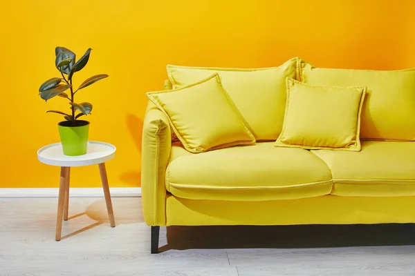 Sofá planta verde en la mesa de café cerca de la pared amarilla - foto de stock