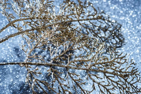 Selektiver Schwerpunkt des festlichen Zweiges mit goldenem Glanz, weihnachtliches Hintergrundkonzept — Stockfoto