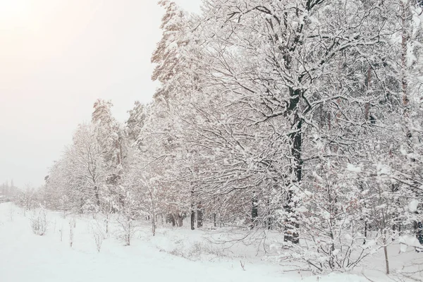 Vue panoramique sur les arbres enneigés avec éclairage latéral dans la forêt d'hiver — Photo de stock