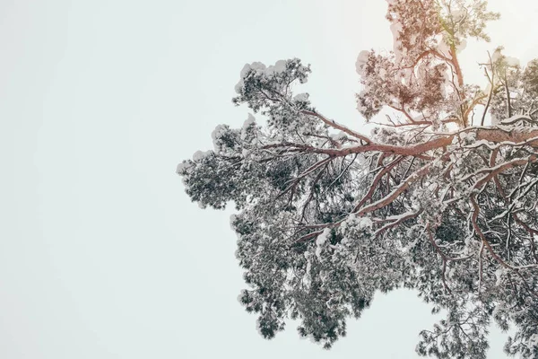 Низкий угол обзора сосны, покрытой снегом и ясным небом — стоковое фото