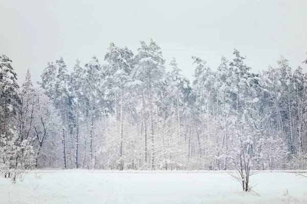 Vue panoramique sur les arbres enneigés dans la forêt d'hiver — Photo de stock