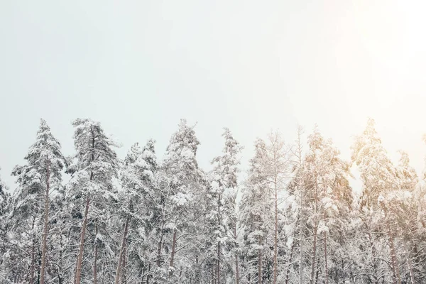 Vista panorámica del bosque invernal nevado con pinos e iluminación lateral - foto de stock