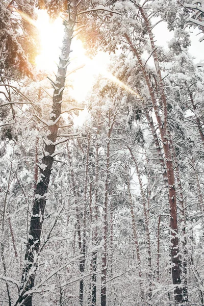 Живописный вид на снежные деревья и солнечный свет в зимнем лесу — стоковое фото