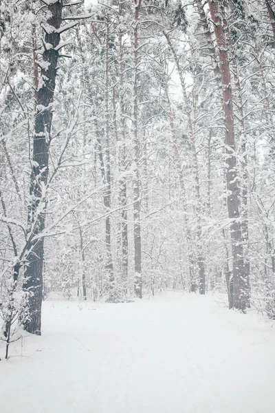 Vista panorámica de los árboles nevados en el bosque de invierno - foto de stock