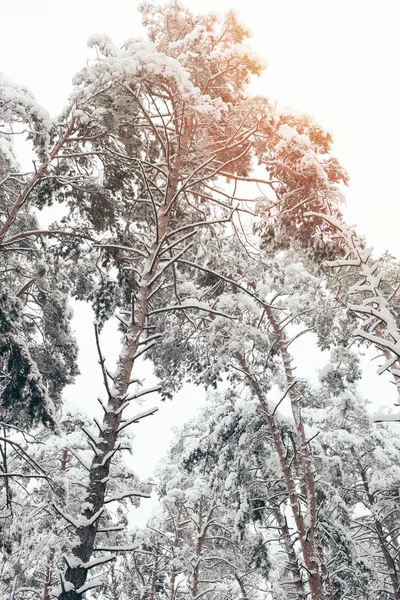 Vista en ángulo bajo de los pinos nevados en el bosque de invierno - foto de stock