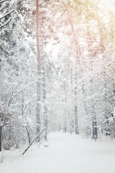 Vista panorámica de los árboles nevados en el bosque de invierno - foto de stock