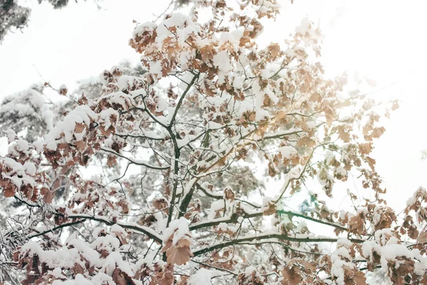 Visão de baixo ângulo de árvore nevada na floresta de inverno — Fotografia de Stock