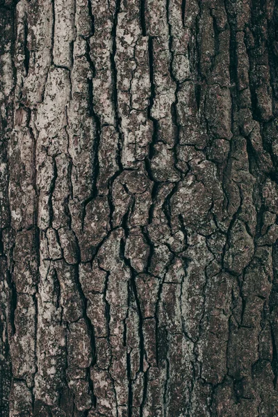 Cadre complet de texture barque arbre foncé comme fond — Photo de stock