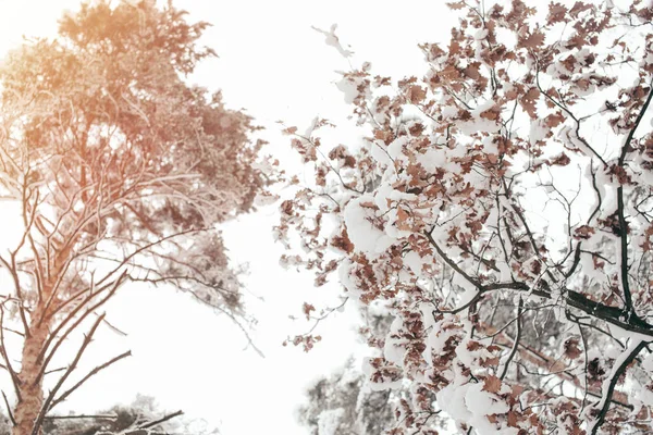 Vista di angolo basso di albero nevoso nella foresta invernale — Foto stock