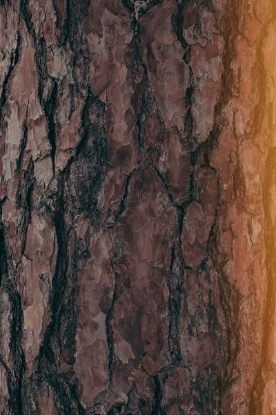 Quadro completo de textura de casca de árvore escura com iluminação lateral como fundo — Fotografia de Stock