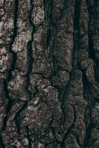 Cornice completa di struttura barchetta albero scuro come sfondo — Foto stock