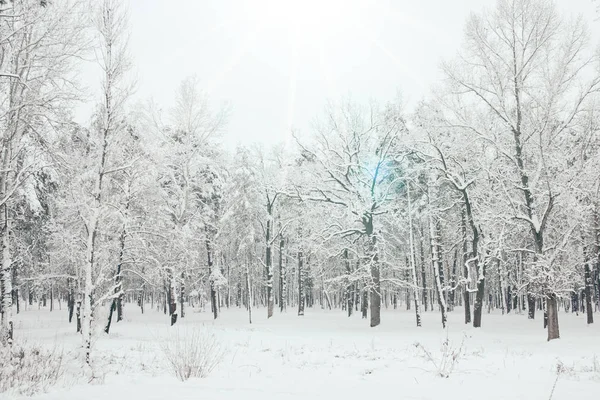 Vue panoramique sur les arbres enneigés et la lumière du soleil dans la forêt d'hiver — Photo de stock