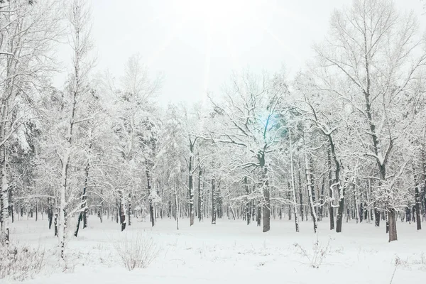 Malerischer Blick auf schneebedeckte Bäume und Sonnenlicht im Winterwald — Stockfoto