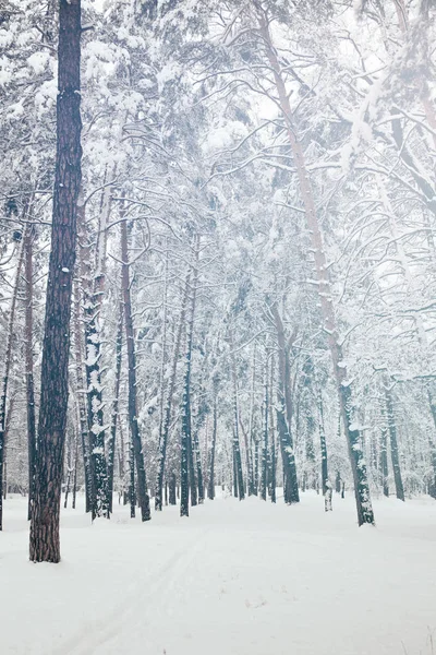 Vue panoramique sur les arbres enneigés dans la forêt d'hiver — Photo de stock