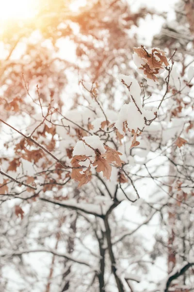 Close up view of oak leaves and twigs covered with snow with side lighting in winter forest — Stock Photo