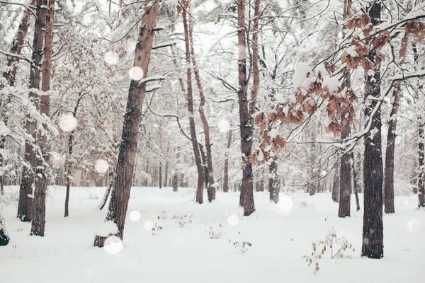 Vista panoramica della foresta invernale e fiocchi di neve che cadono sfocati — Foto stock