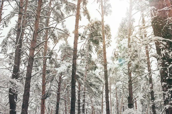 Malerischer Blick auf Kiefern mit Schnee im Winterwald bedeckt — Stockfoto