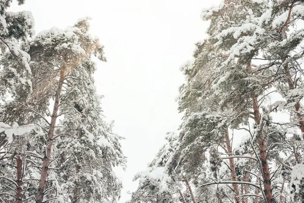 Vista ad angolo basso di pini innevati nella foresta invernale — Foto stock