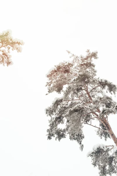 Vista ad angolo basso di alberi innevati nella foresta invernale — Foto stock