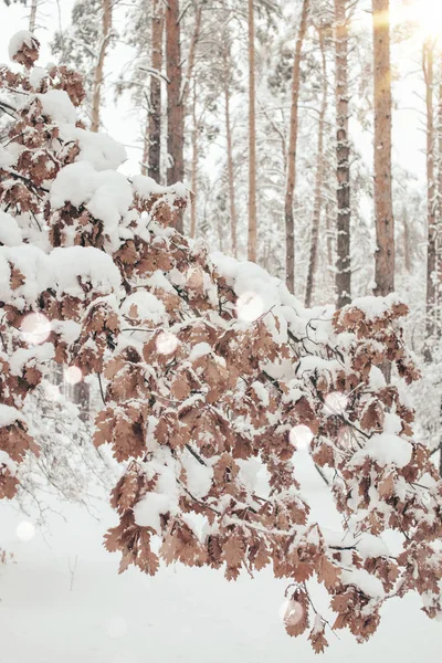 Scenic view of oak tree in winter forest and blurred falling snowflakes — Stock Photo