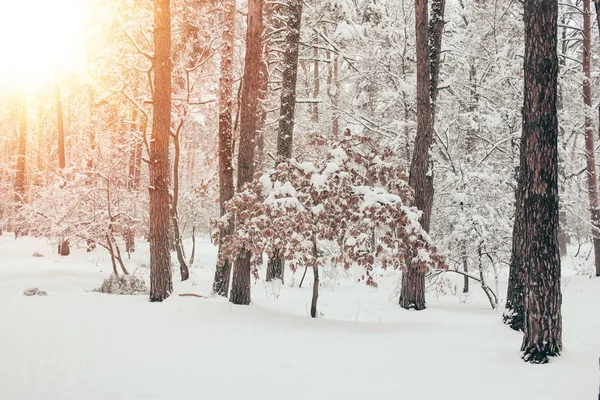 Vista panorámica del hermoso bosque de invierno nevado con luz solar - foto de stock