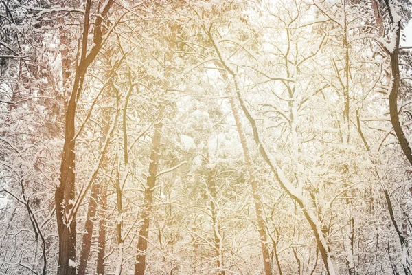 Toned picture of snowy winter woods as background — Stock Photo